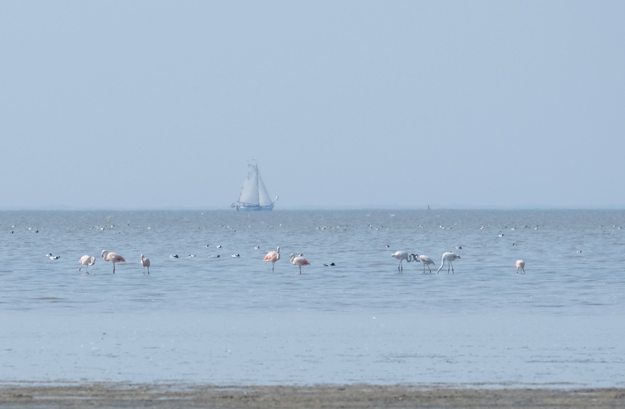 Flamingo's op het Wad 