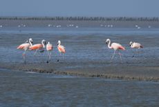 Flamingo's op het Wad 2