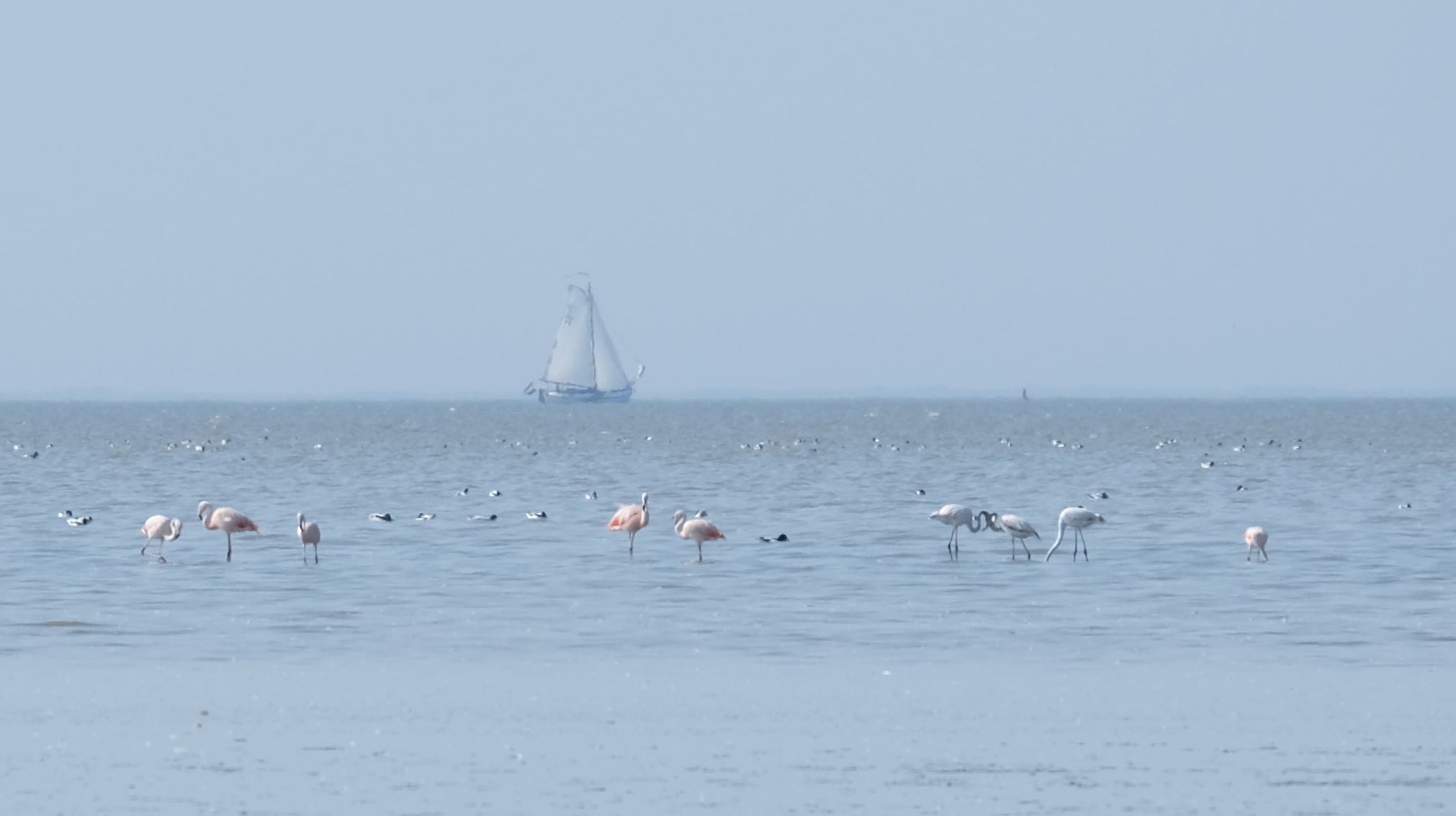 Flamingo's op het Wad