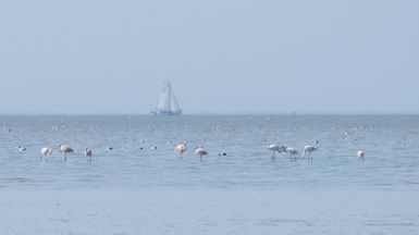 Flamingo's op het Wad