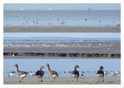 Vogelrijk wad van Zwarte Haan