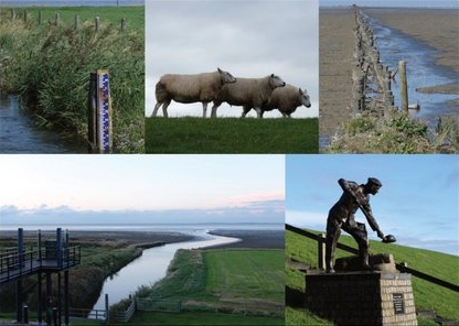 Zwarte Haan